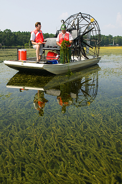 Hydrilla verticillata (hydrilla)