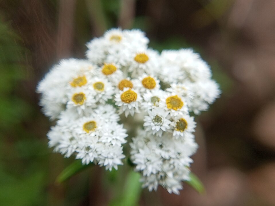 Anaphalis (everlastings) (alternate view 2)