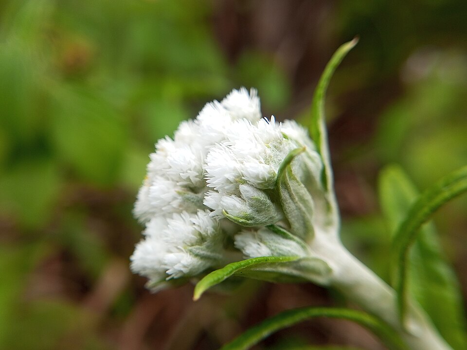 Anaphalis (everlastings) (alternate view 3)
