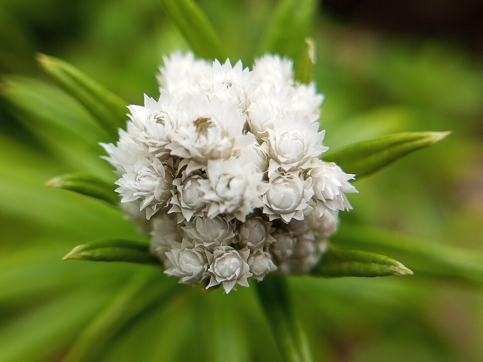 Anaphalis (everlastings) (alternate view 4)