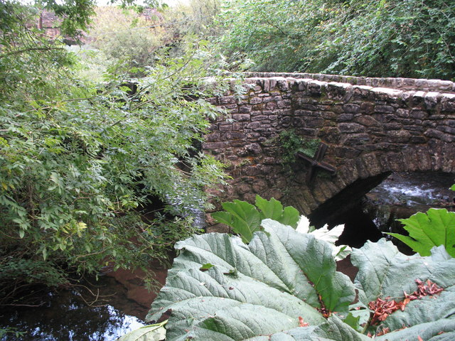 Gunnera manicata (gunnera) (alternate view 10)