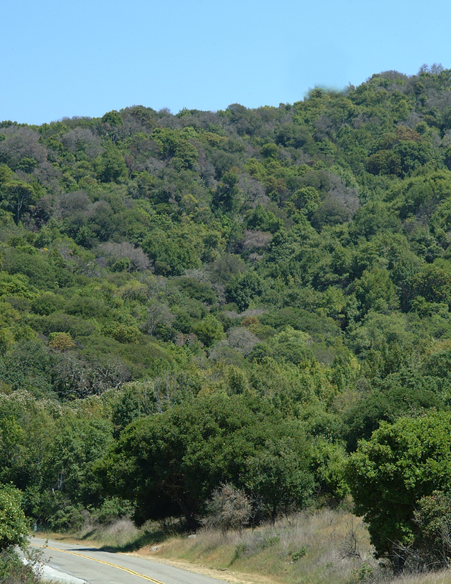 Quercus agrifolia (Coast Live Oak)