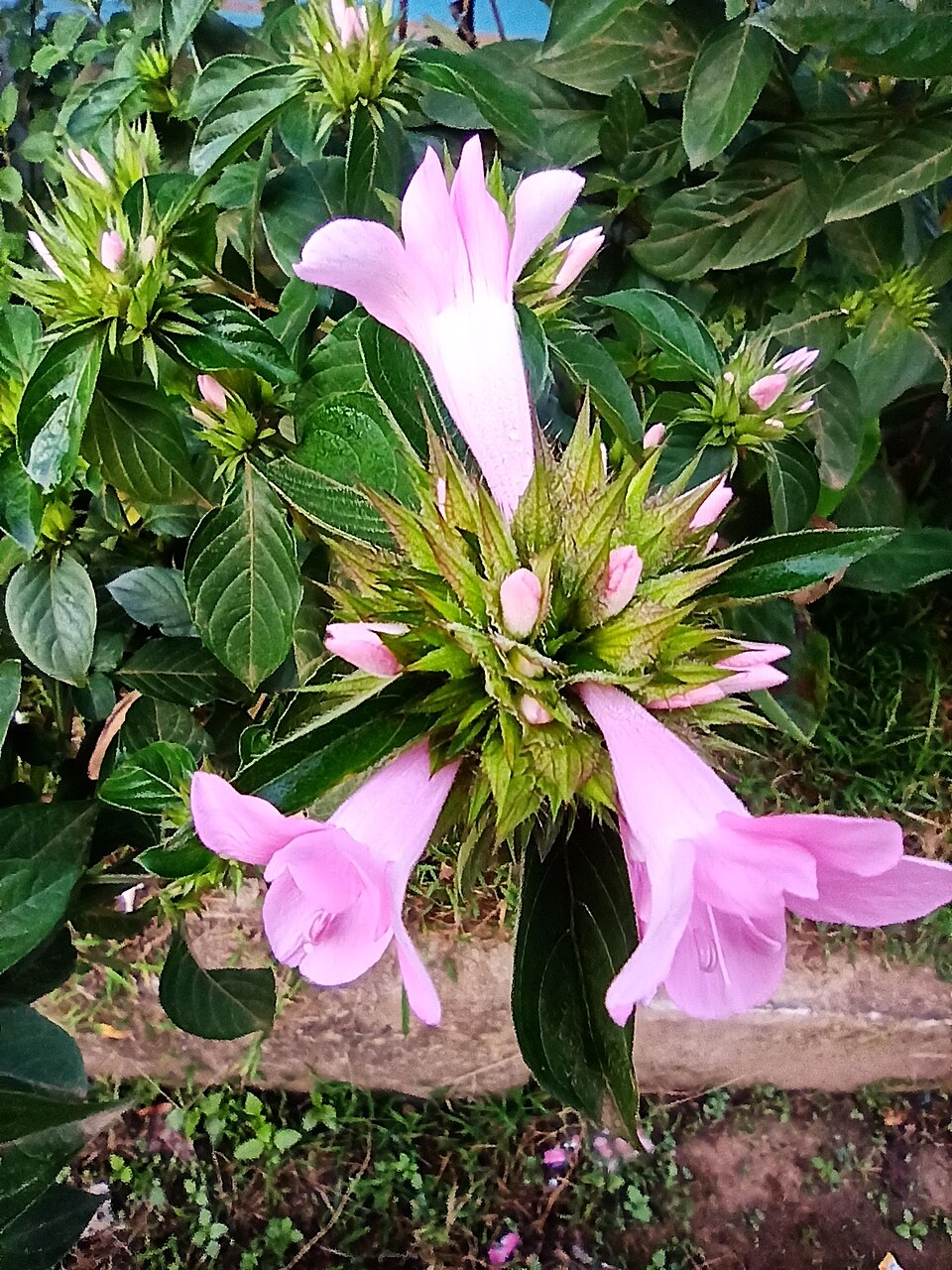 Barleria (Bushviolets)