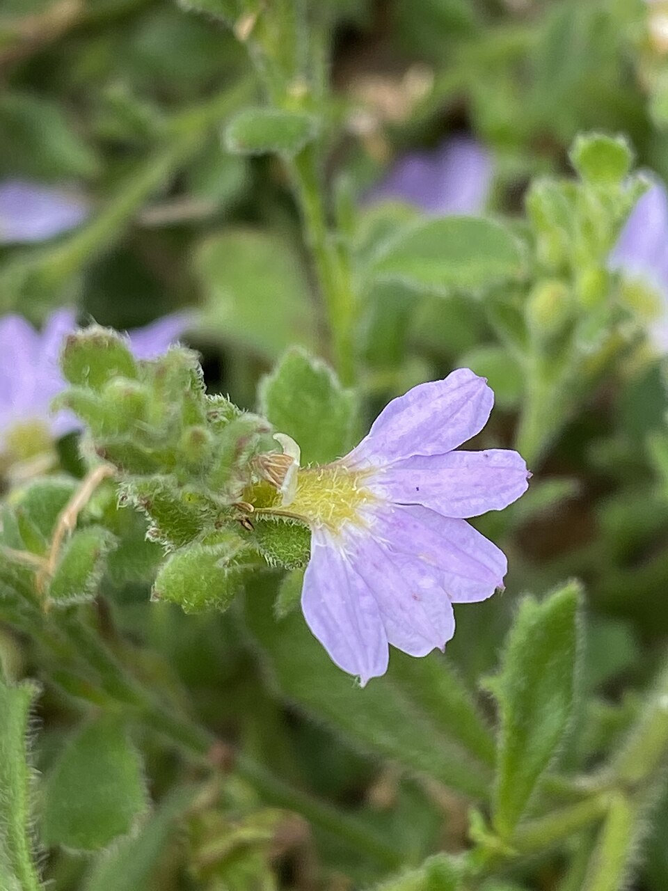 Scaevola albida (white fanflower) (alternate view 9)
