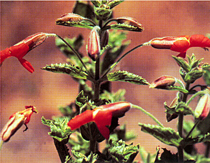 Erythranthe cardinalis (Scarlet Monkeyflower) (alternate view 7)