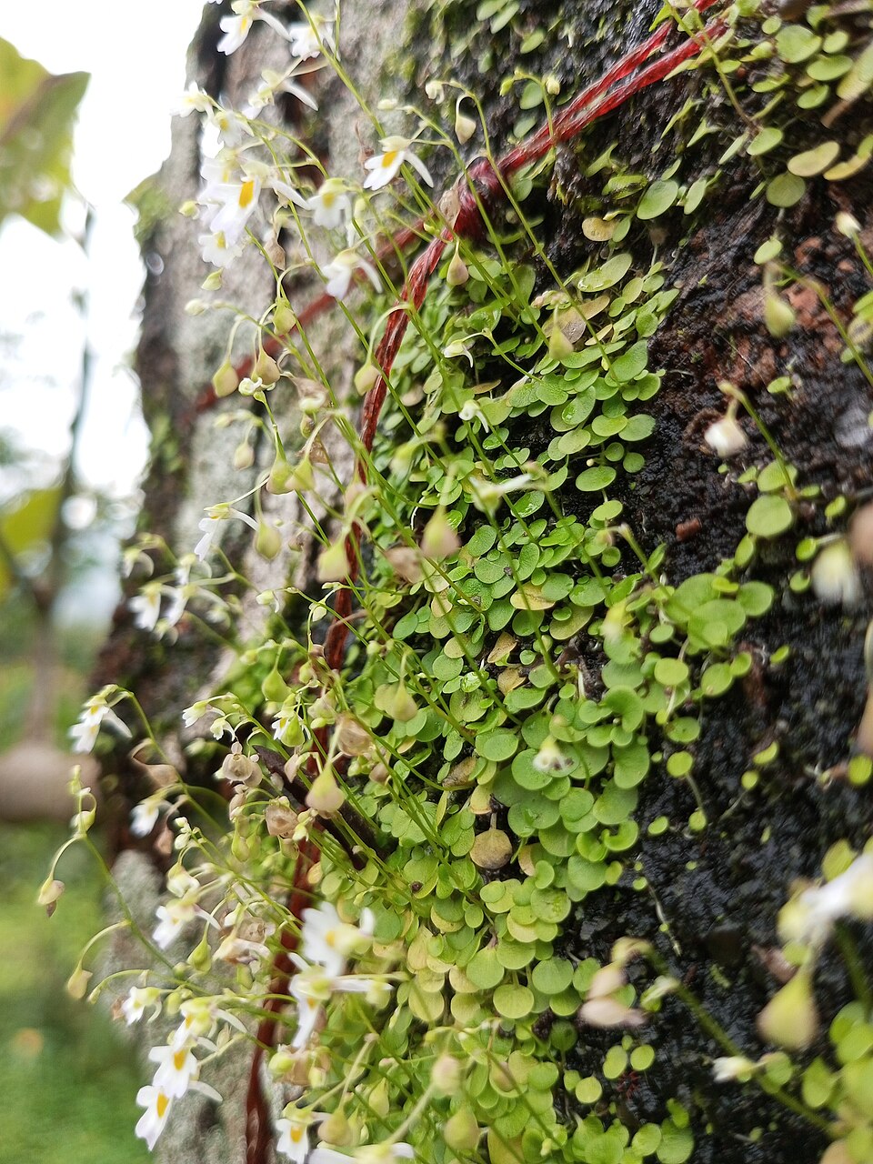 Utricularia (Bladderworts) (alternate view 3)