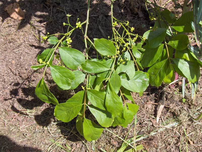 Euonymus japonicus (Japanese Euonymus) (alternate view 7)