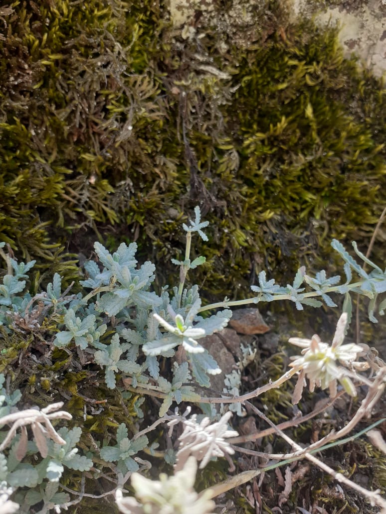 Helichrysum (Everlasting-flowers) (alternate view 8)