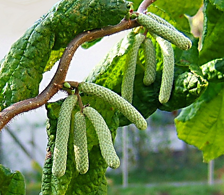Corylus avellana 'Contorta' (Harry Lauder's walking stick)