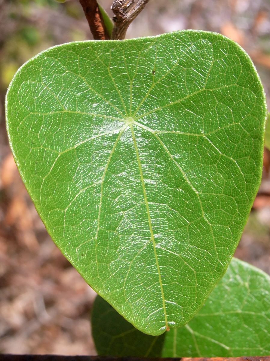 Stephania japonica (Tapevine)