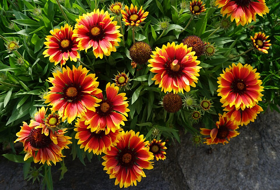 Gaillardia (Blanketflowers) (alternate view 5)