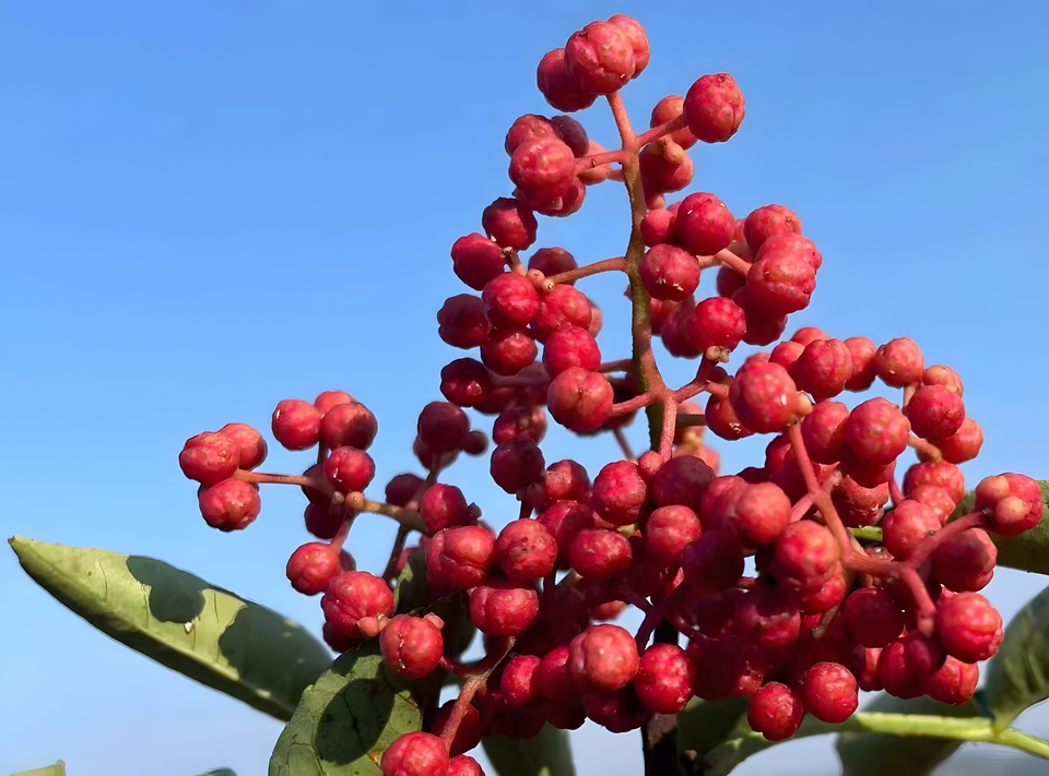 Schinus (peppertrees) (alternate view 3)