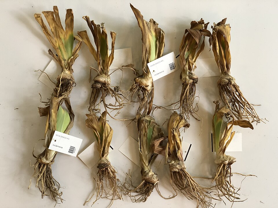 Iris germanica 'Social Graces' (Social Graces Bearded Iris)