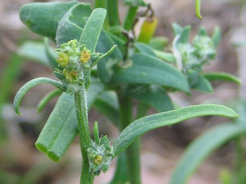 Atriplex littoralis (Grass-leaved Orache)