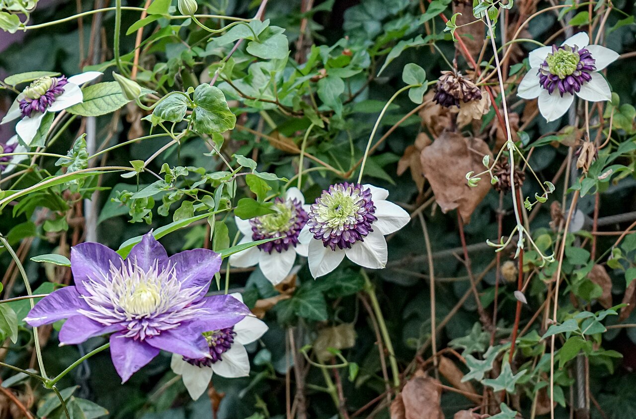 Clematis florida, Passion flower clematis — climbing semi-evergreen (Ranunculaceae) (image 4 of 6)
