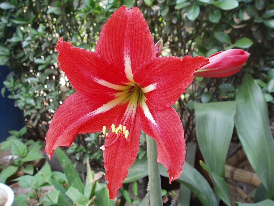 Hippeastrum × johnsonii (St Joseph's Lily)