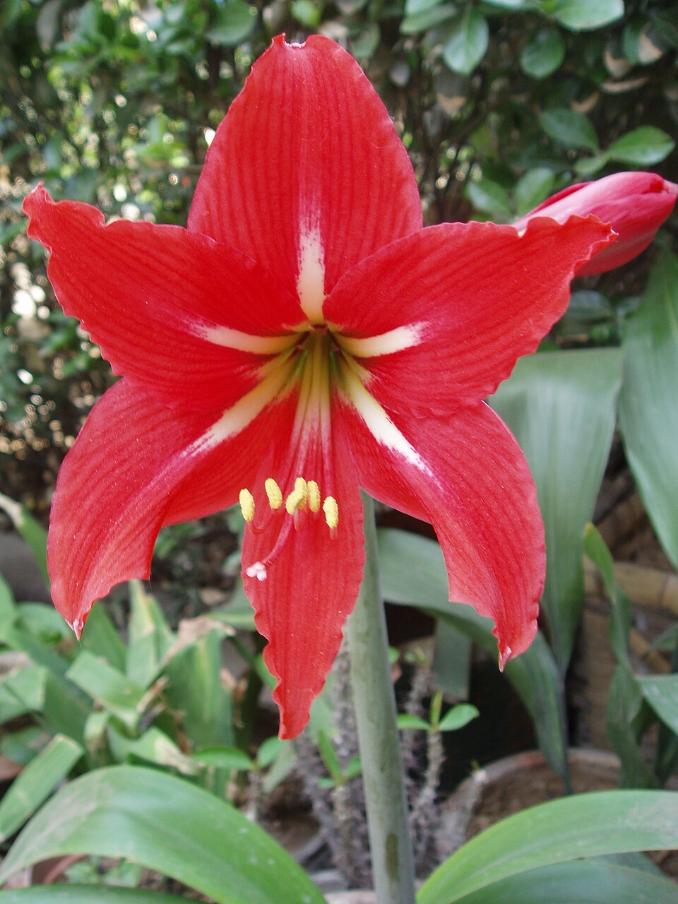 Hippeastrum × johnsonii (St Joseph's Lily) (alternate view 5)