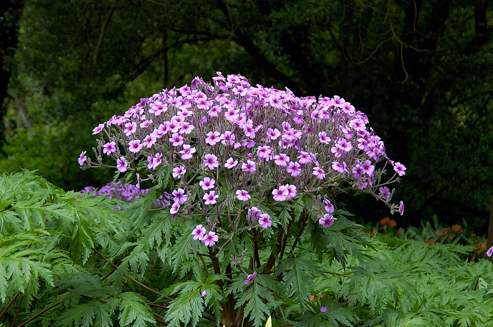 Geranium maderense (alternate view 11)