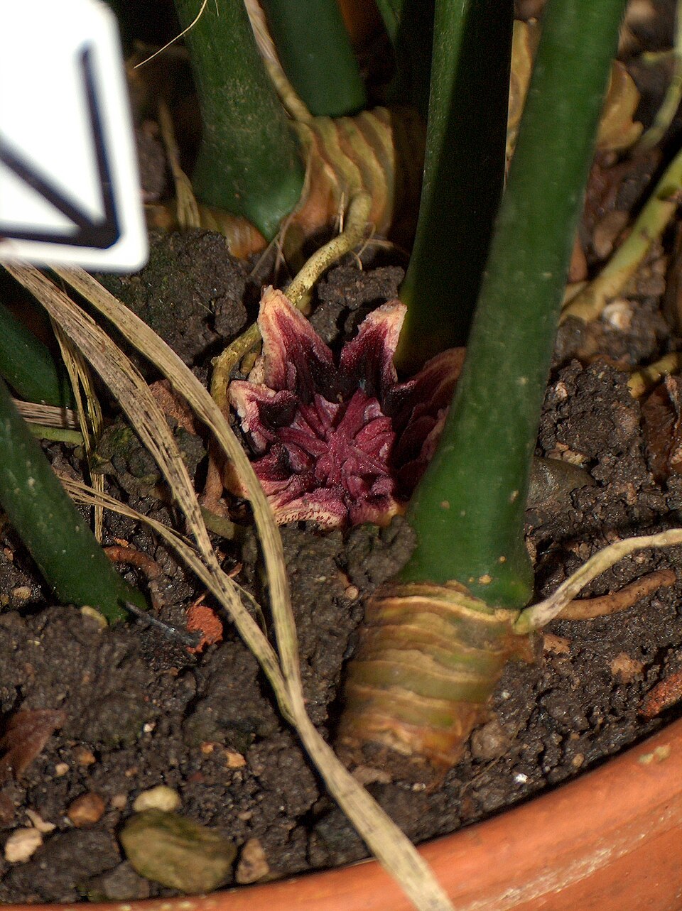Aspidistra elatior (Cast Iron Plant) (alternate view 7)
