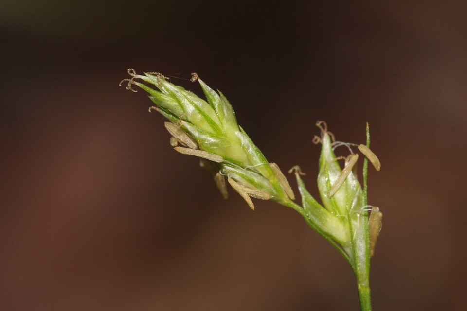 Carex deweyana (Dewey's Sedge) (alternate view 7)