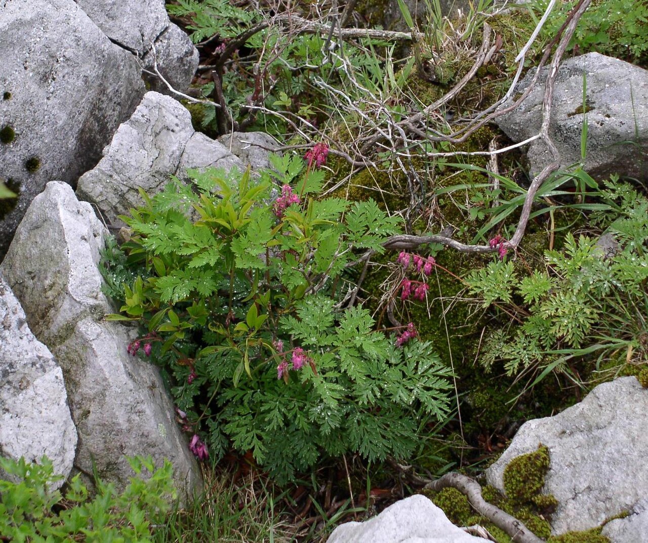 Dicentra eximia, Fringed bleeding heart — mounding deciduous (Papaveraceae) (image 4 of 10)