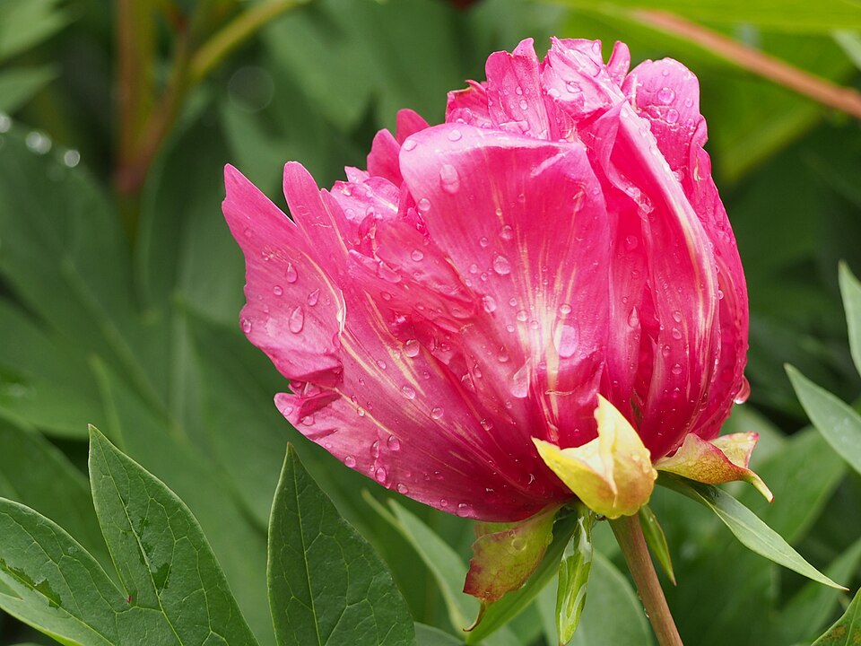 Paeonia 'Watermelon Wine' (Watermelon Wine Itoh Peony)