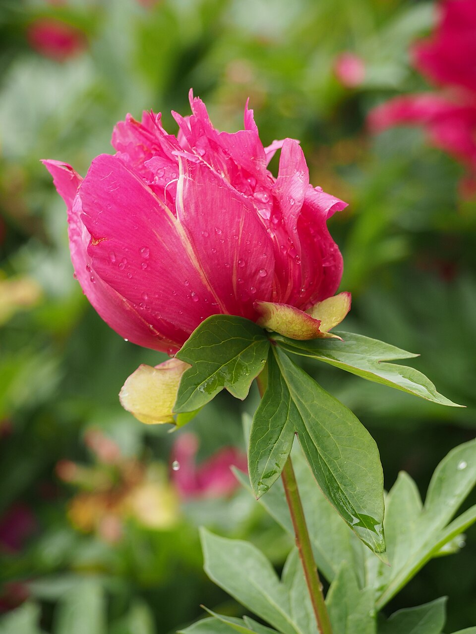 Paeonia 'Watermelon Wine' (Watermelon Wine Itoh Peony) (alternate view 2)