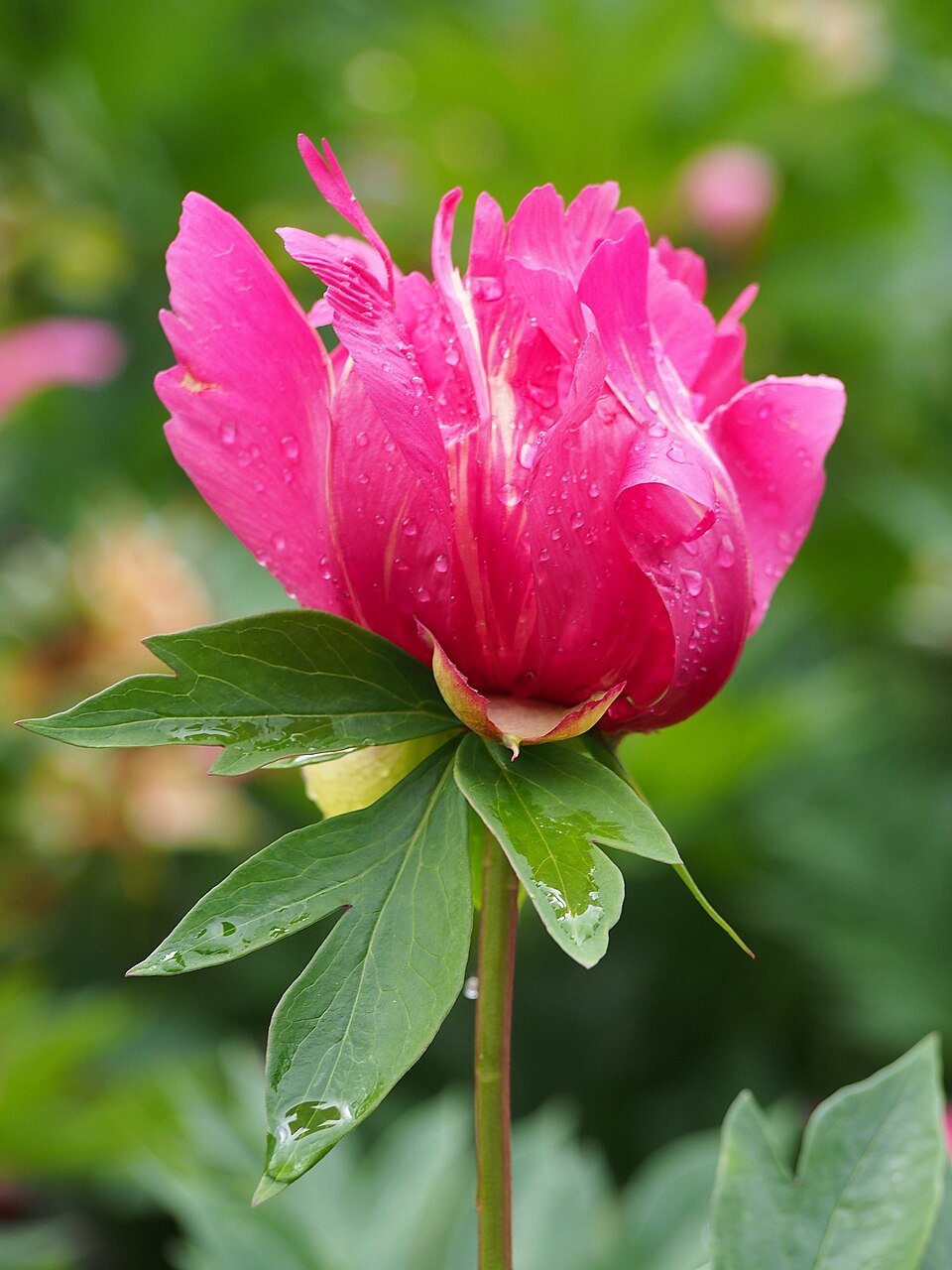 Paeonia 'Watermelon Wine' (Watermelon Wine Itoh Peony) (alternate view 3)
