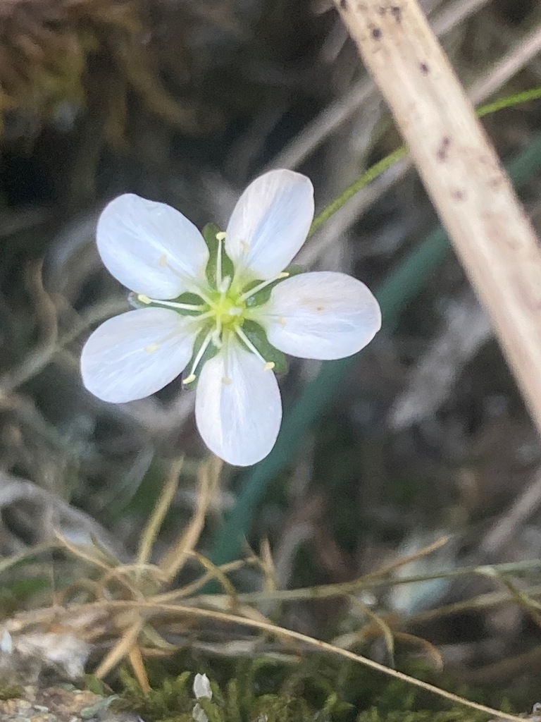 Sagina (pearlworts) (alternate view 6)