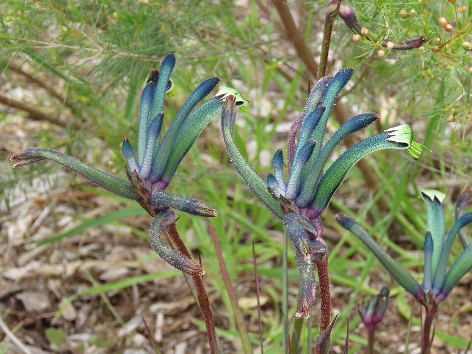 Anigozanthos (Kangaroo paws) (alternate view 4)