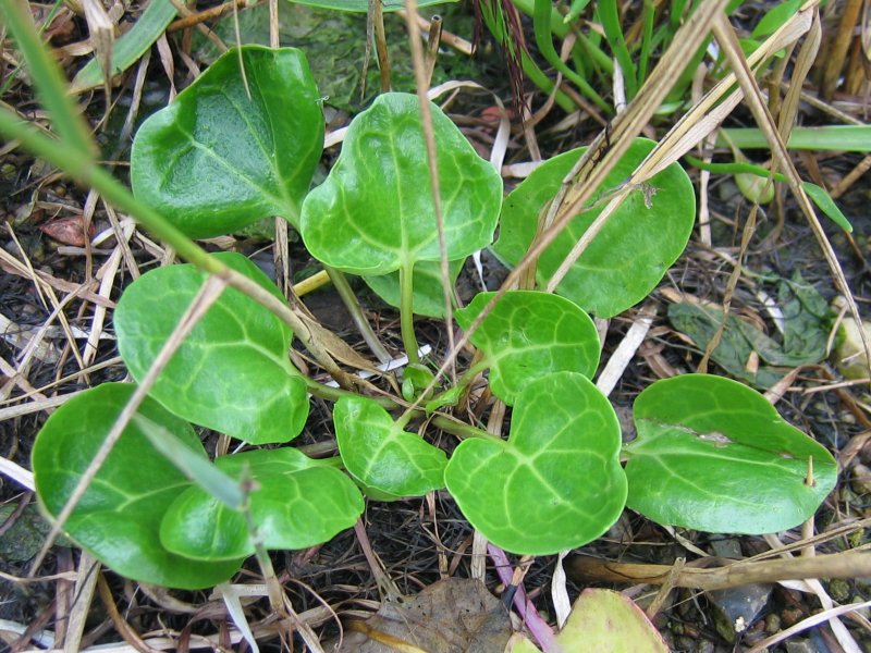 Cochlearia officinalis (Scurvy grass)
