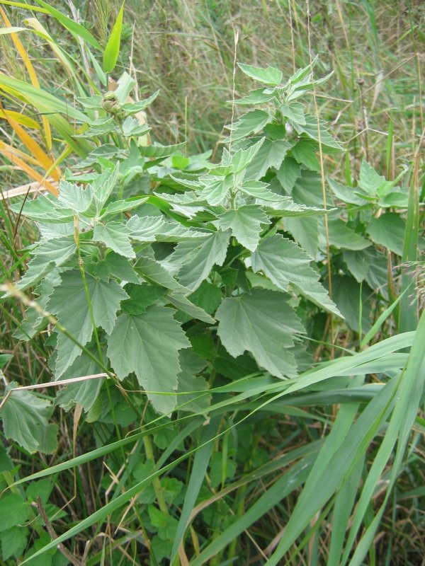 Althaea officinalis (marsh mallow) (alternate view 6)