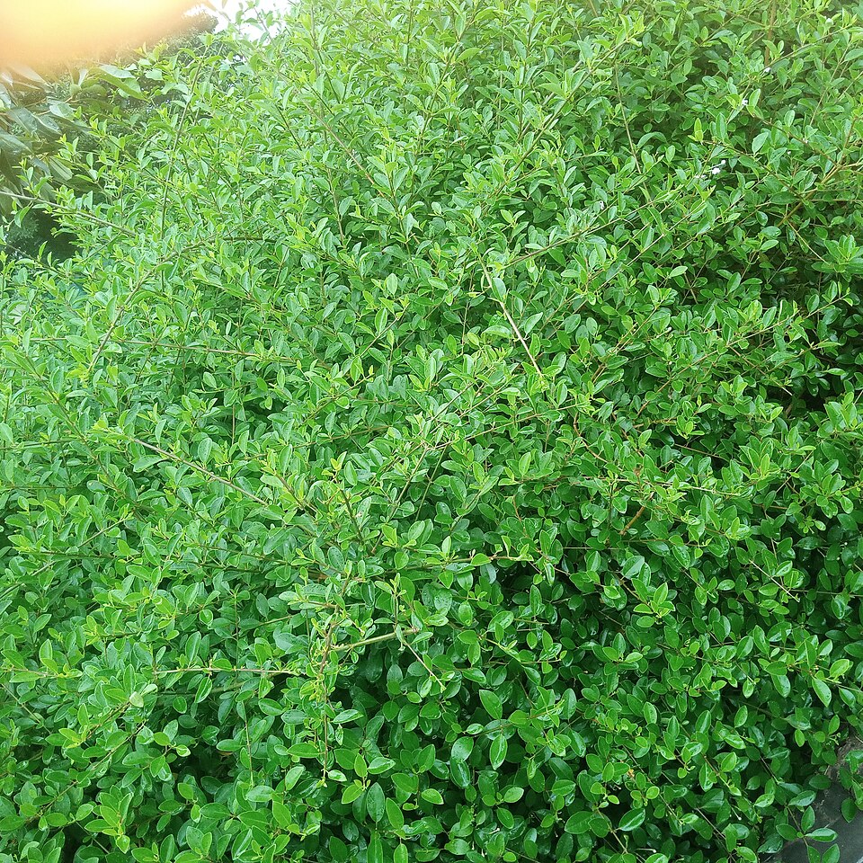 Dichondra (ponysfoots) (alternate view 2)