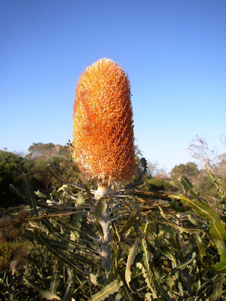 Banksia hookeriana (alternate view 6)