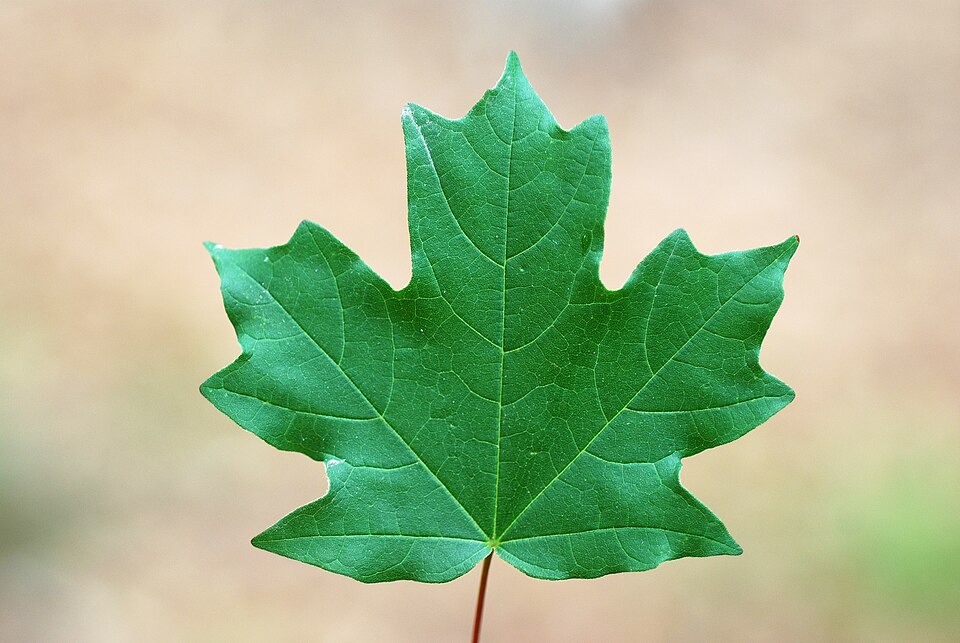 Acer floridanum (southern sugar maple) (alternate view 10)
