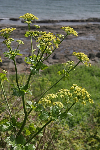 Smyrnium olusatrum (Alexanders)