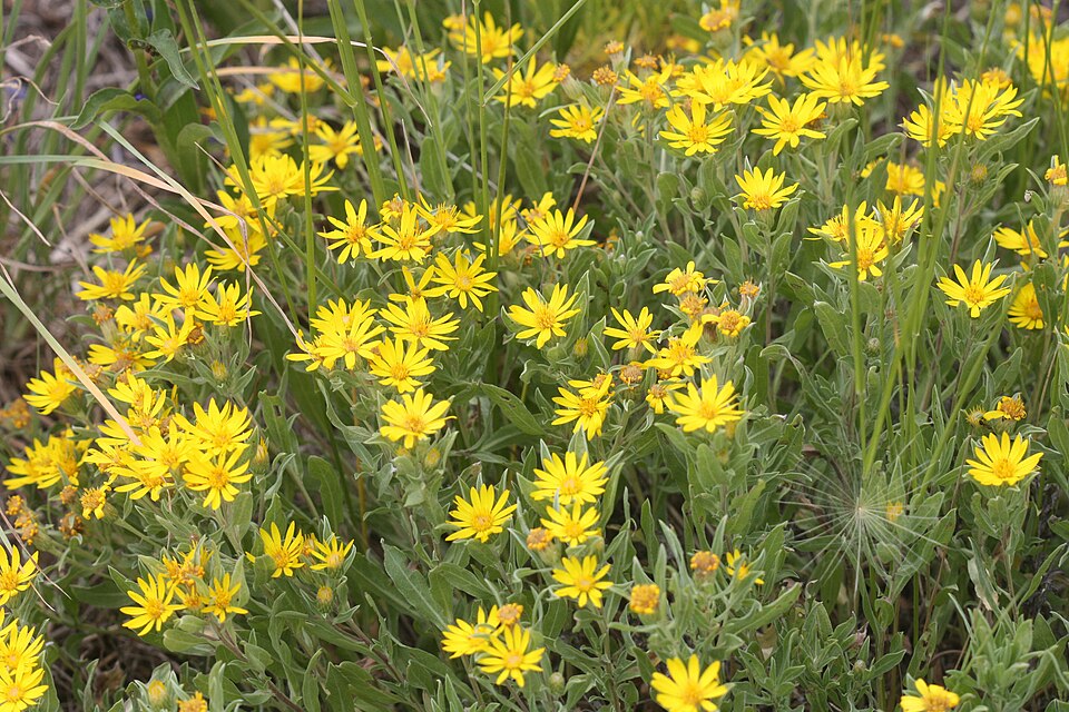 Heterotheca (False Goldenasters)