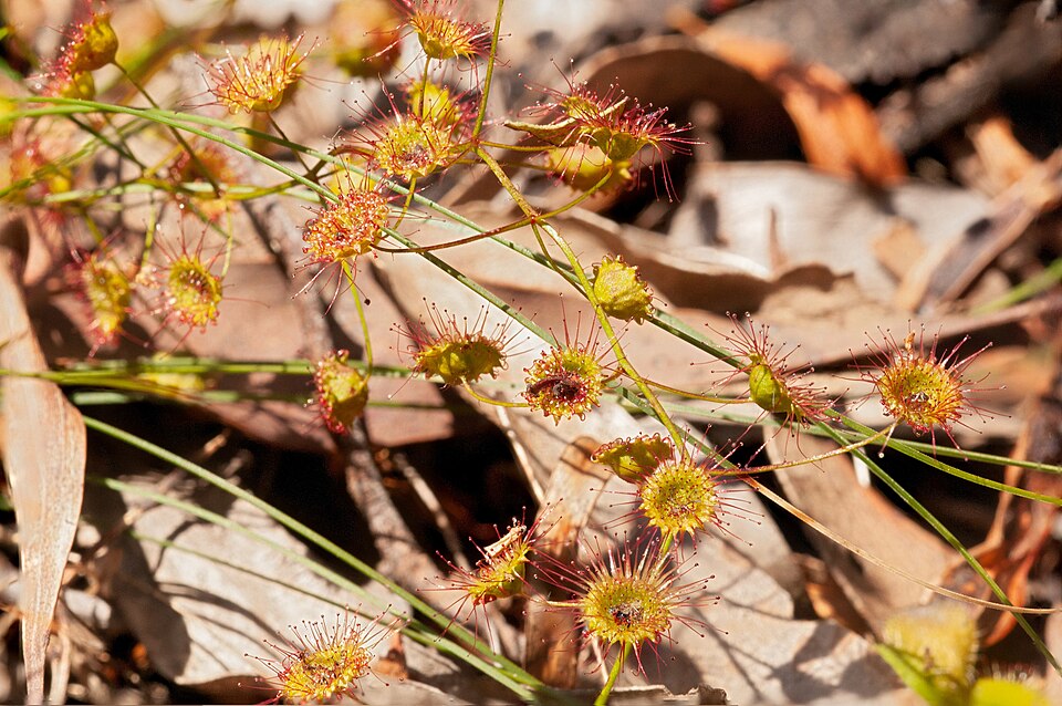 Drosera planchonii (Climbing Sundew) (alternate view 6)