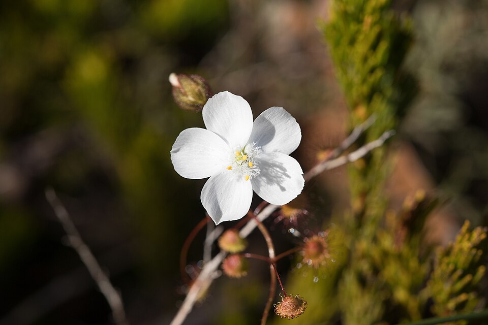 Drosera planchonii (Climbing Sundew) (alternate view 7)