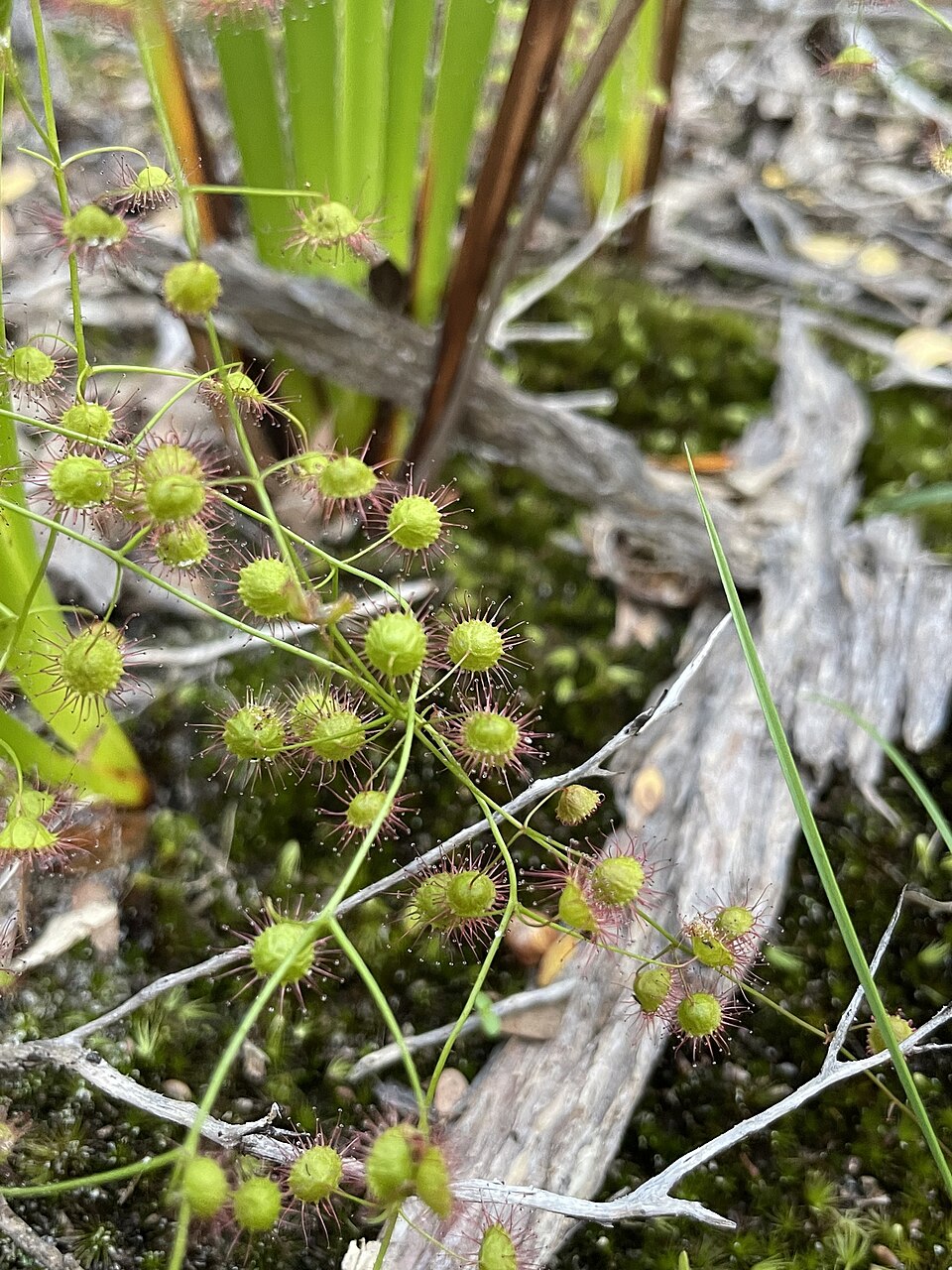 Drosera planchonii (Climbing Sundew) (alternate view 8)