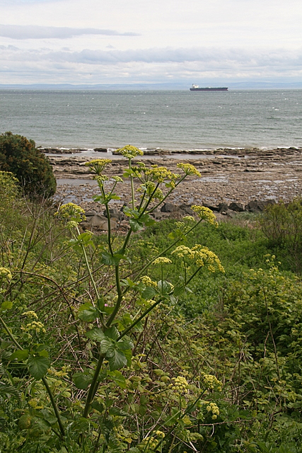 Smyrnium olusatrum (Alexanders)