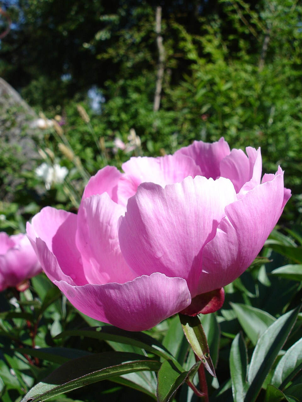 Paeonia lactiflora (garden peony) (alternate view 6)