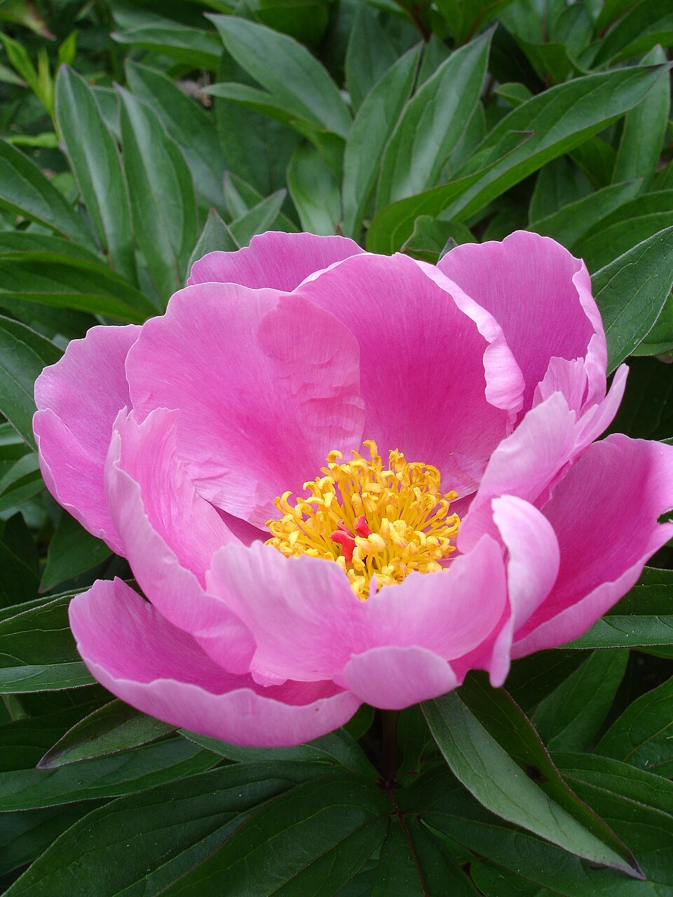 Paeonia lactiflora (garden peony) (alternate view 7)