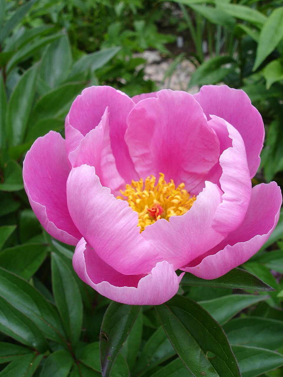Paeonia lactiflora (garden peony) (alternate view 8)