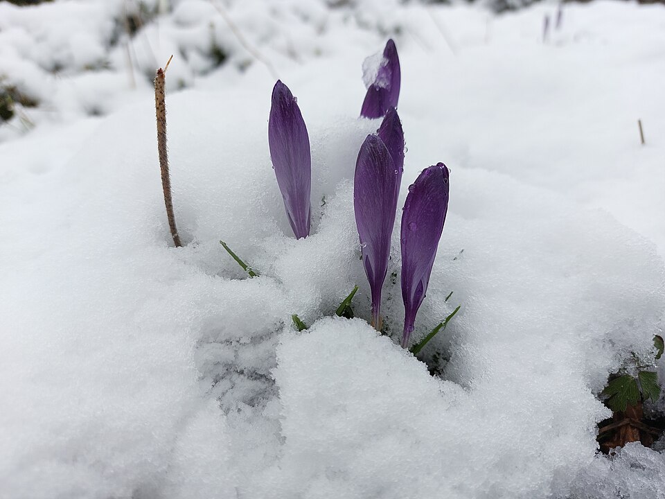 Crocus neapolitanus (spring crocus)