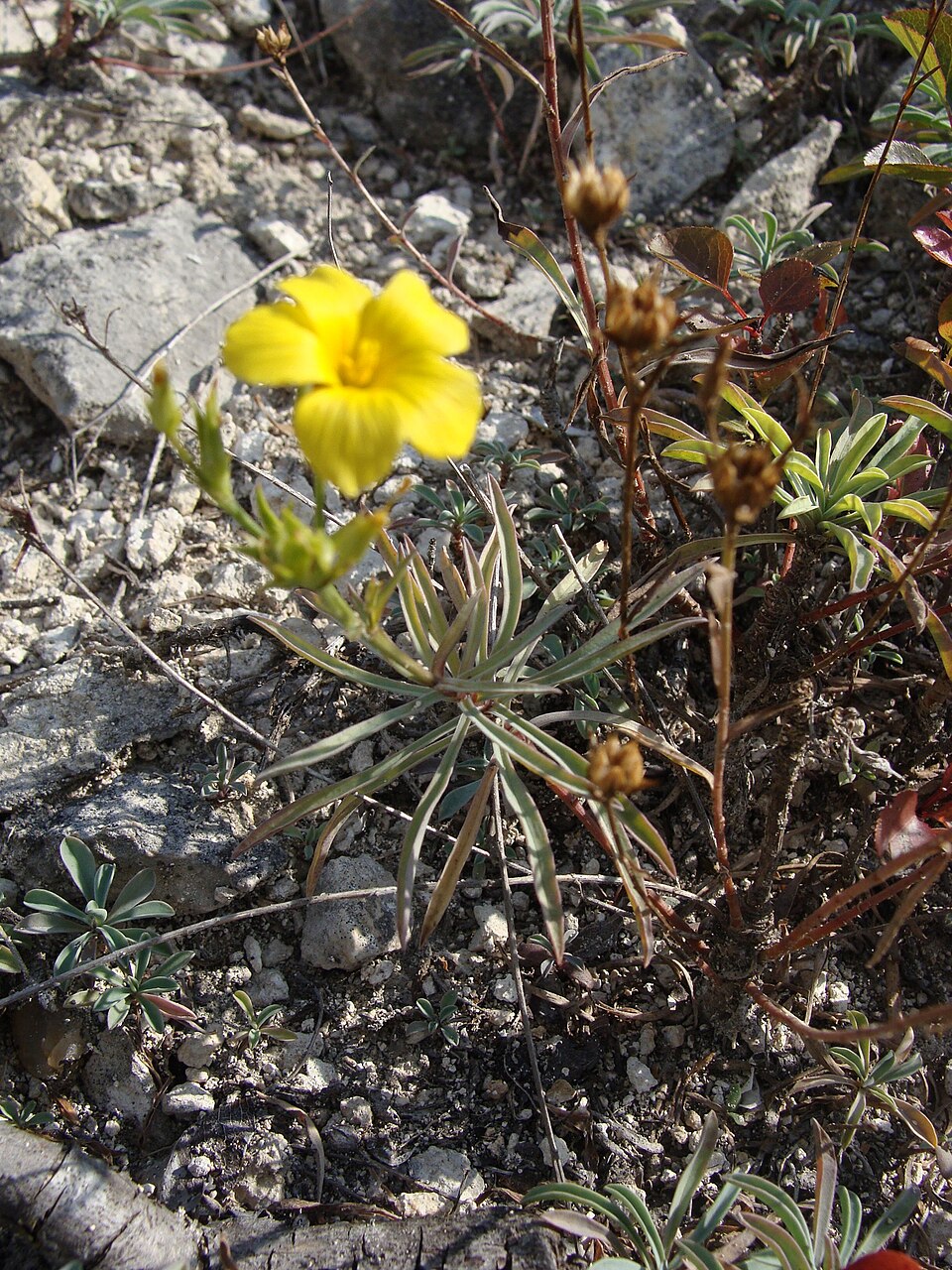 Linum (Flaxes) (alternate view 5)