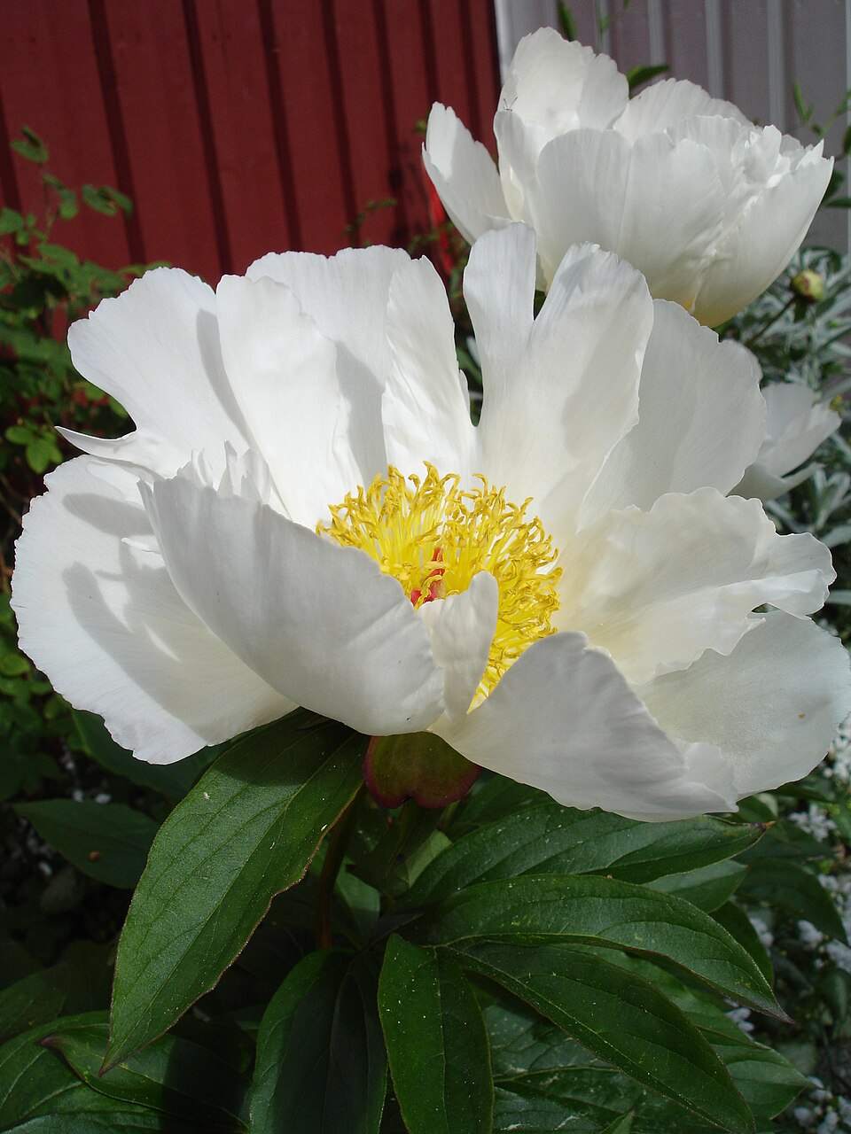 Paeonia lactiflora 'White Wings'