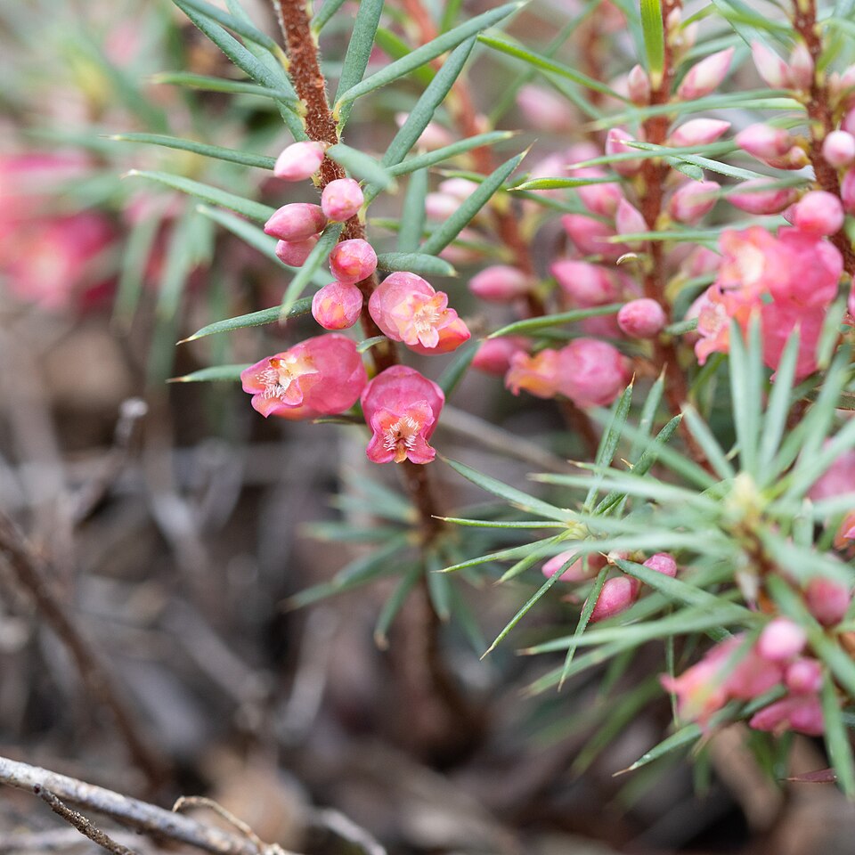 Brachyloma ericoides (brush heath) (alternate view 6)
