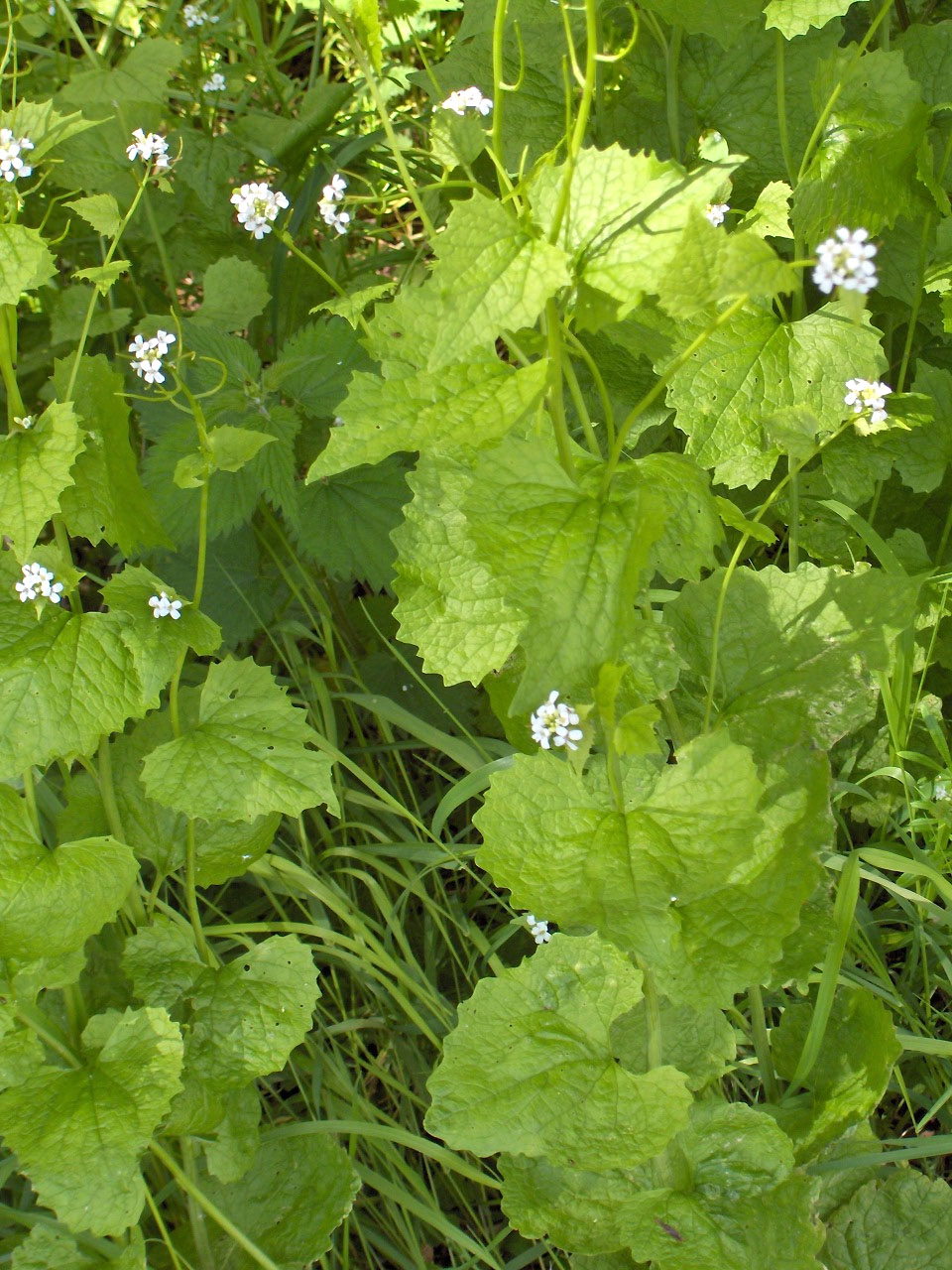 Alliaria petiolata (garlic mustard) (alternate view 6)