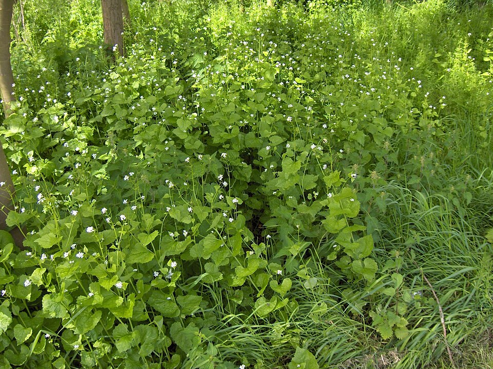 Alliaria petiolata (garlic mustard) (alternate view 7)